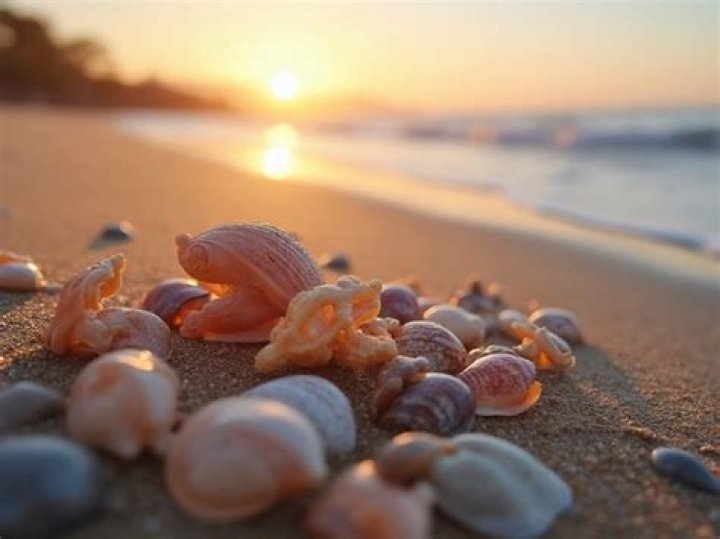 Is it illegal to take shells from the beach?