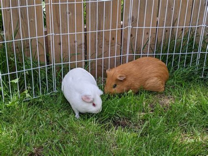 Is it legal to eat guinea pig in the US?