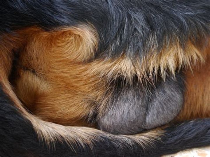 Is it normal for dogs balls to be red after neuter?