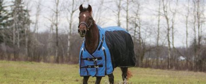 Is it okay to put a blanket on a wet horse?