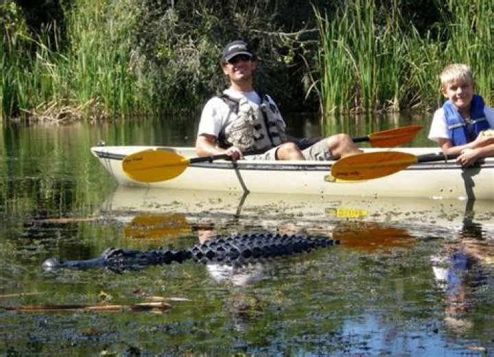 Is it safe to kayak with alligators?