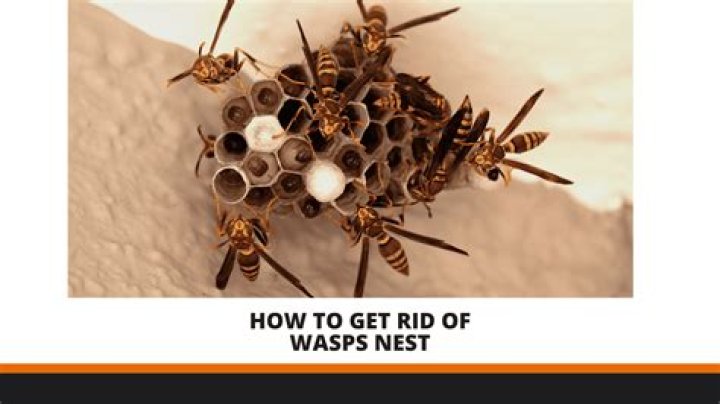 Is it safe to knock down a wasp nest in winter?