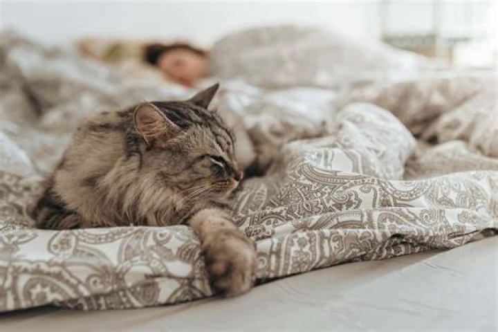 Is it safe to sleep with my cat?