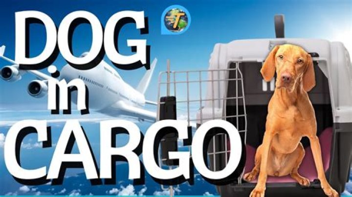 Is it scary for dogs to fly in cargo?
