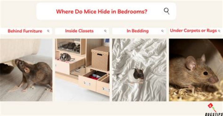 Is it true that mice can't burp?