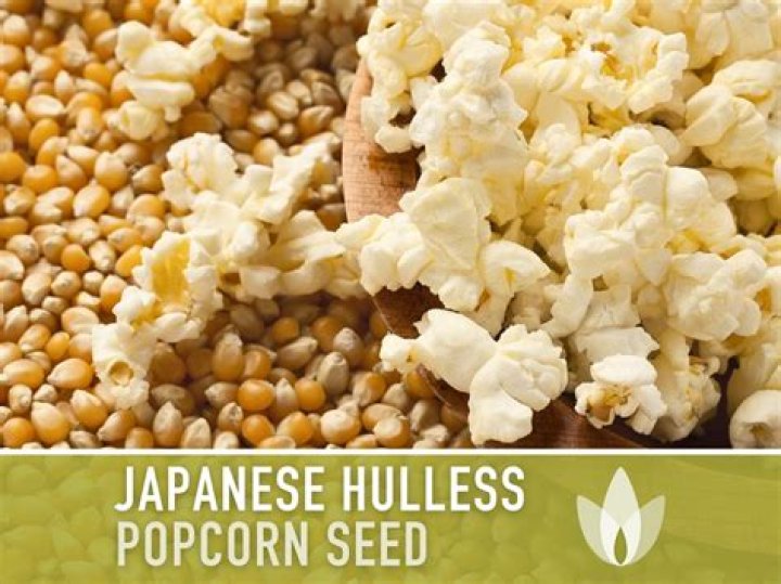 Is Japanese hulless popcorn heirloom?