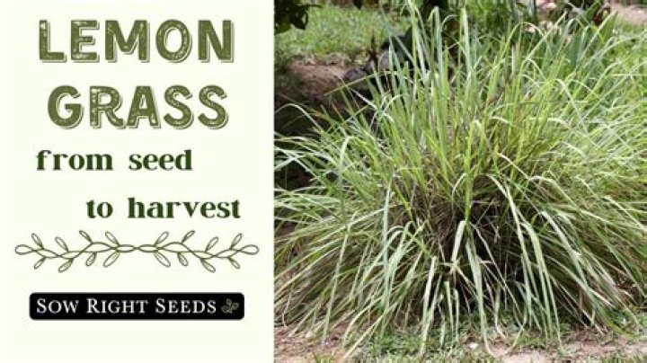 Is Lemongrass good for chickens?