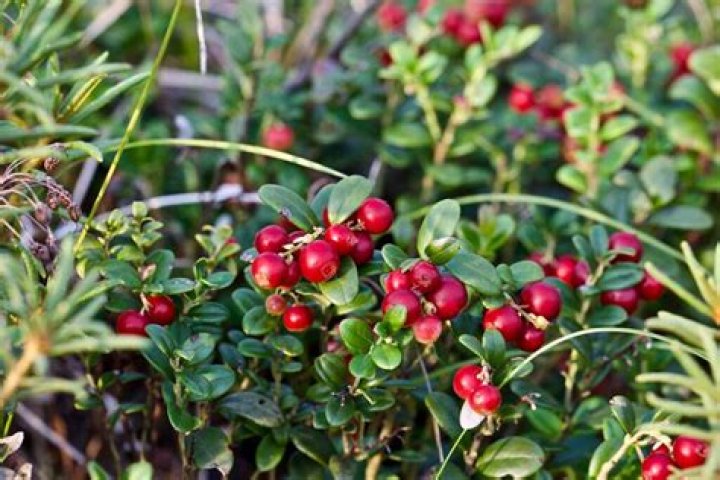 Is lingonberry a currant?