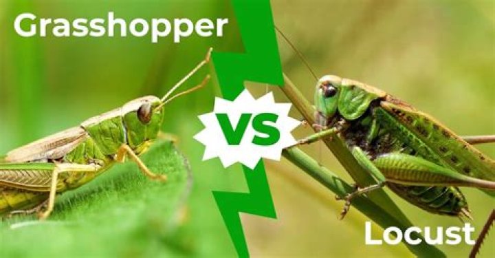 Is locust the same as grasshopper?