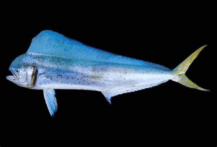 Is mahi-mahi healthy?