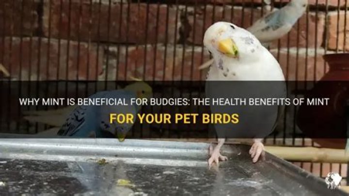 Is mint good for birds?