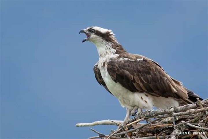 Is Osprey a sea eagle?
