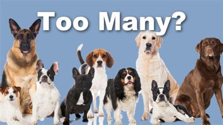 Is owning 5 dogs too many?