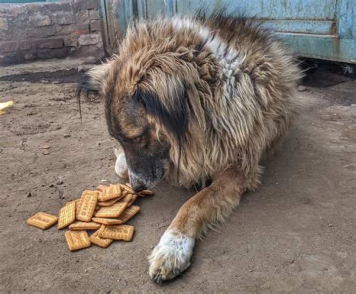 Is Parle-G good for dogs?