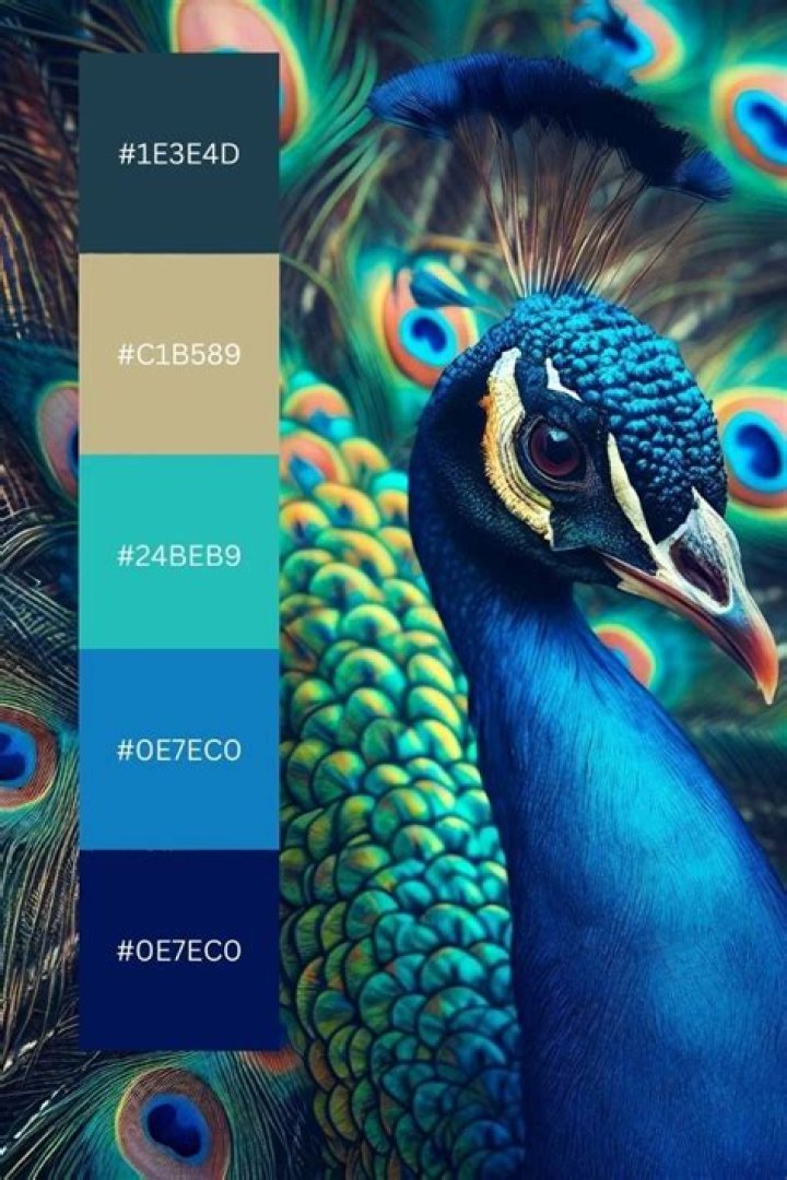 Is Peacock color same as teal?