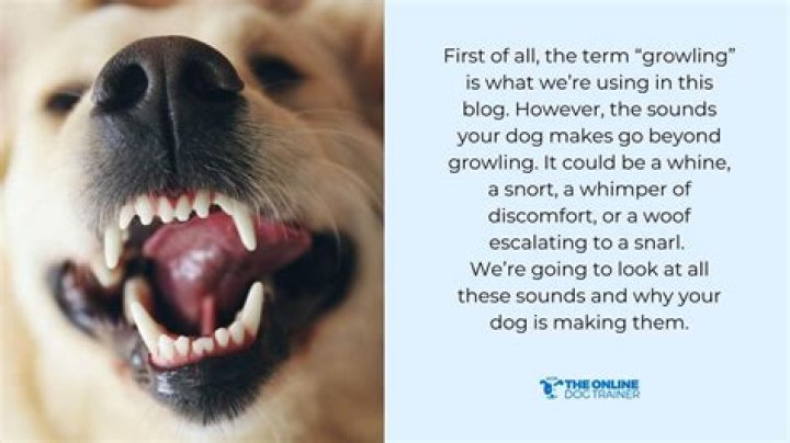 Is pleasure growling a thing?