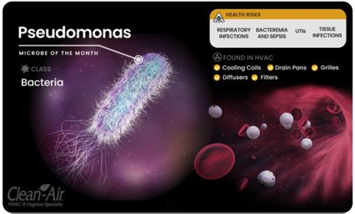 Is Pseudomonas a superbug?