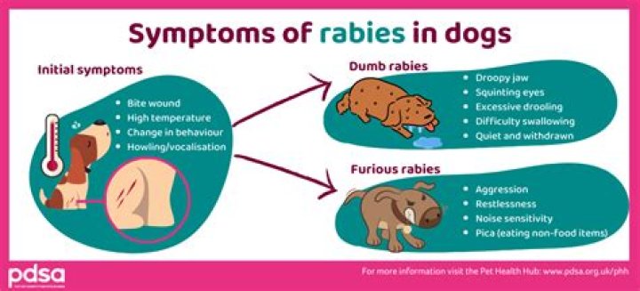 Is puppy have rabies?