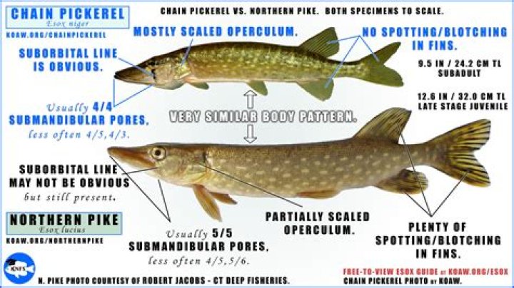 Is Redfin estimate close to appraisal?