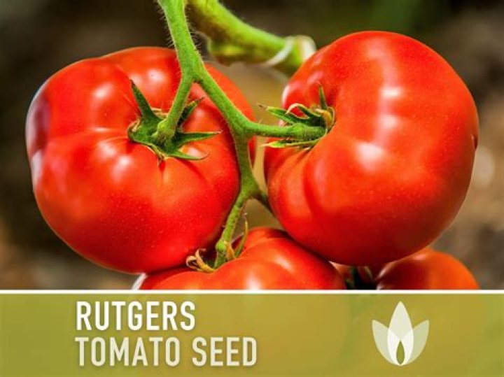 Is Rutgers tomato a hybrid?