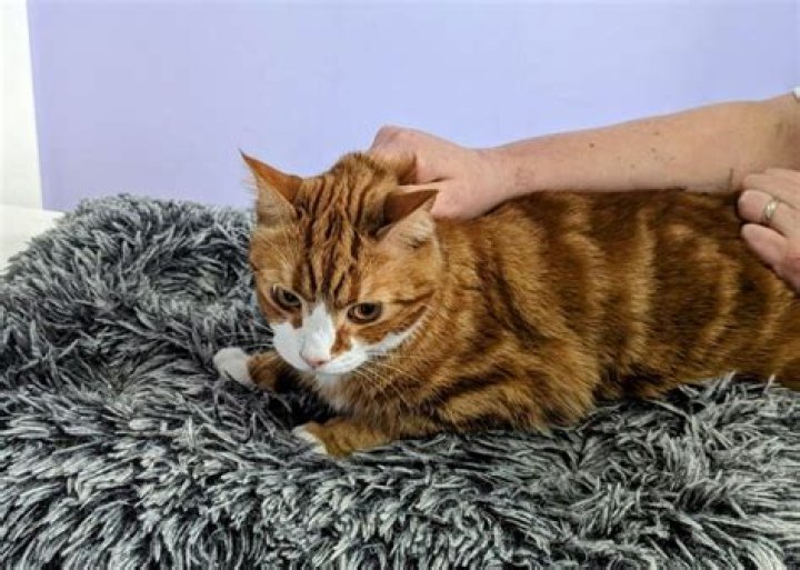 Is Scruffing a cat abuse?