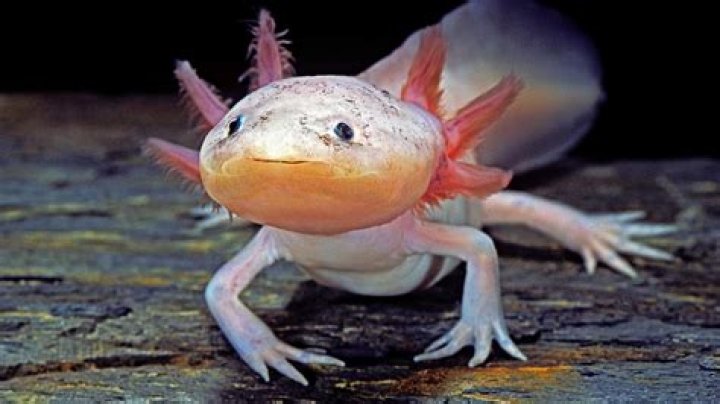 Is Smiley an axolotl?