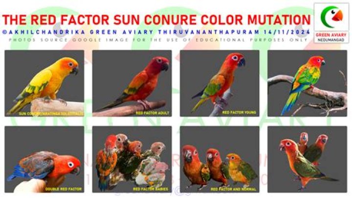 Is Sun Conure legal in India?
