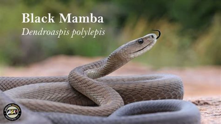 IS the Boomslang more venomous than black mamba?