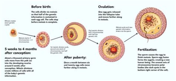 Is the chicken the sperm?