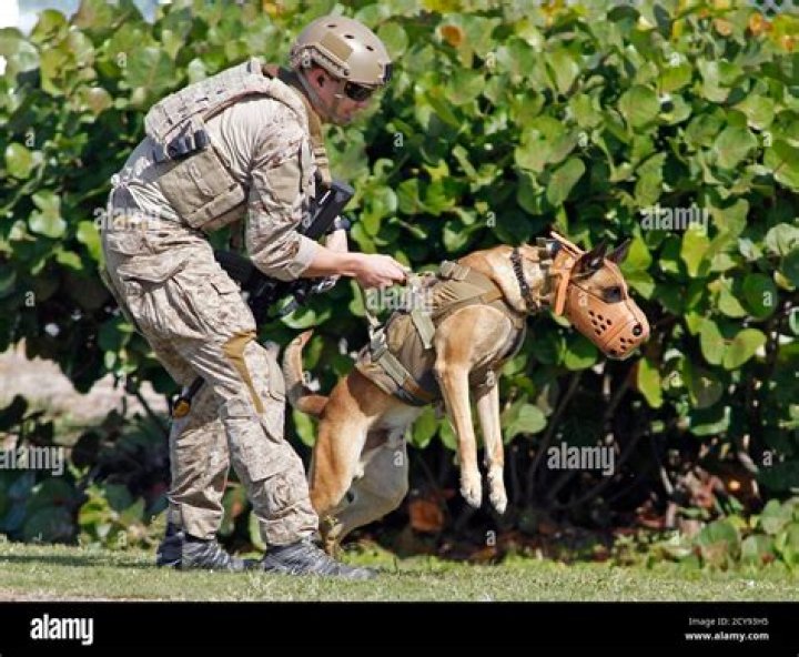 Is the dog on SEAL Team a real military dog?