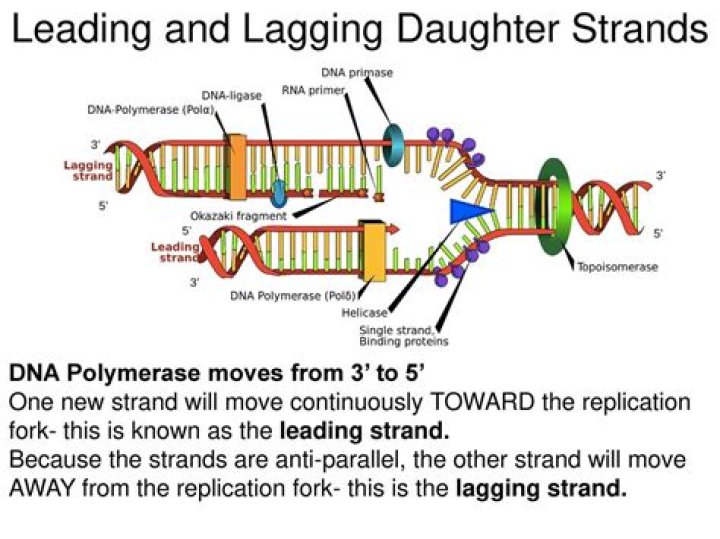 Is the lagging strand the daughter strand?