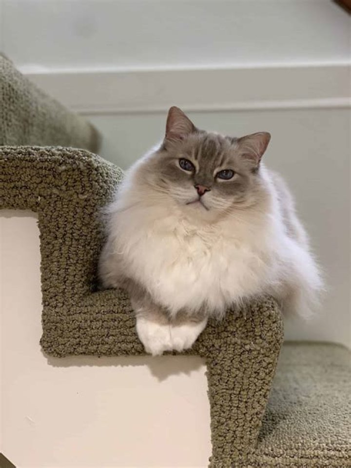 Is there a blue lynx?