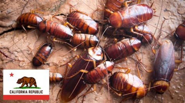 Is there a lot of cockroaches in Puerto Rico?