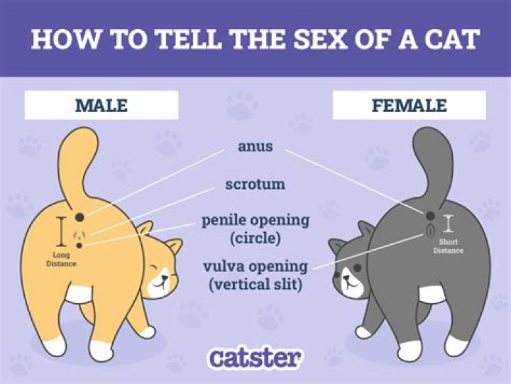 Is there a male cat god?