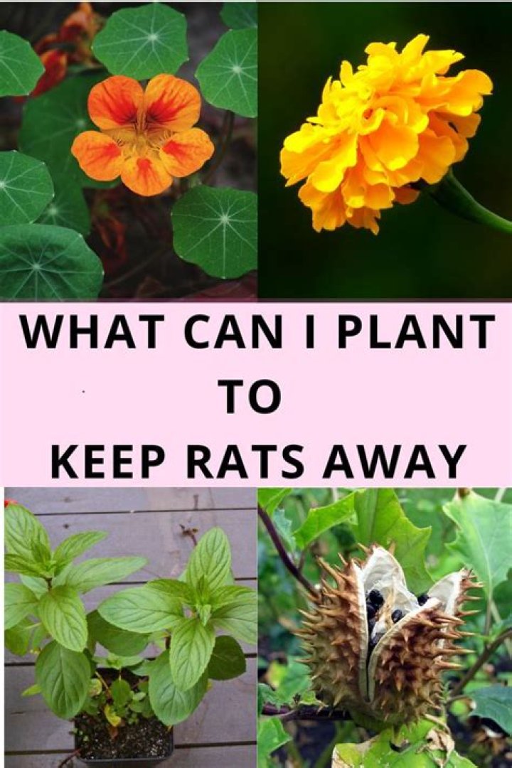 Is there a plant that keeps rats away?