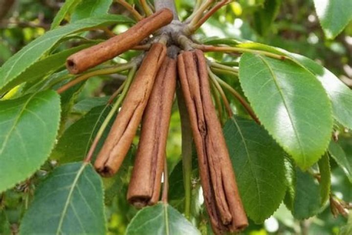 Is there a plant that smells like cinnamon?