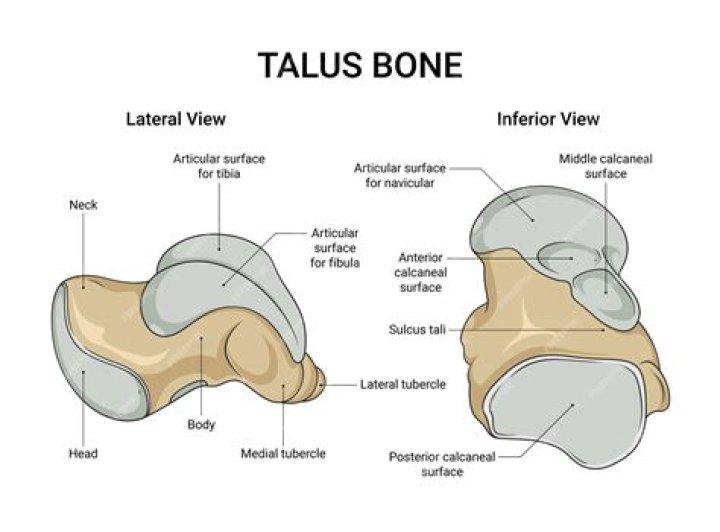 Is there a talus on talus plateau?