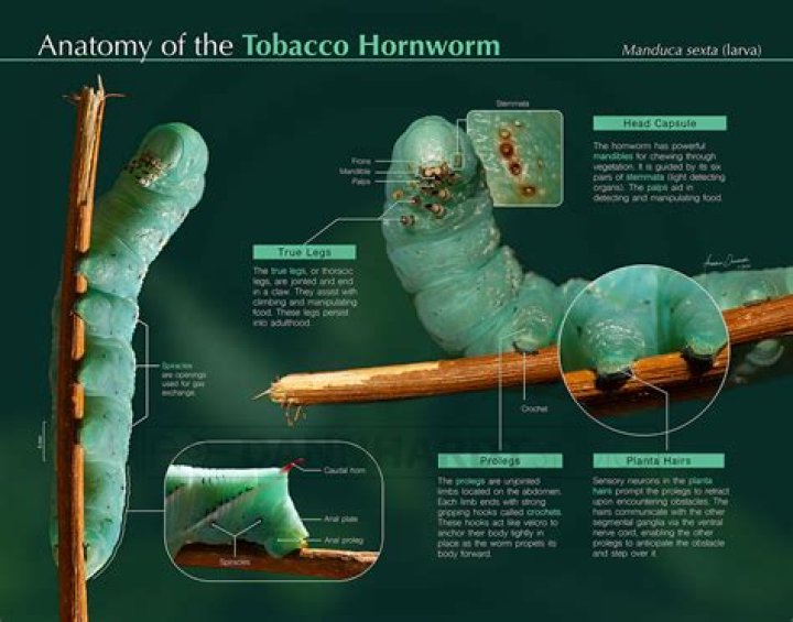 Is there a tobacco worm?