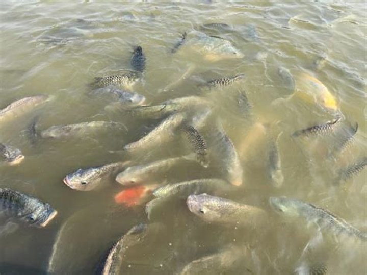 Is tilapia salt or freshwater?