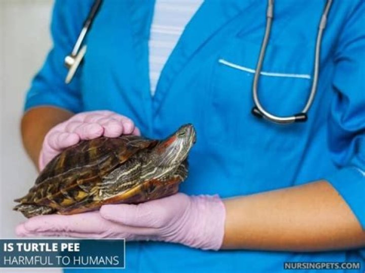 Is turtle Pee harmful to humans?