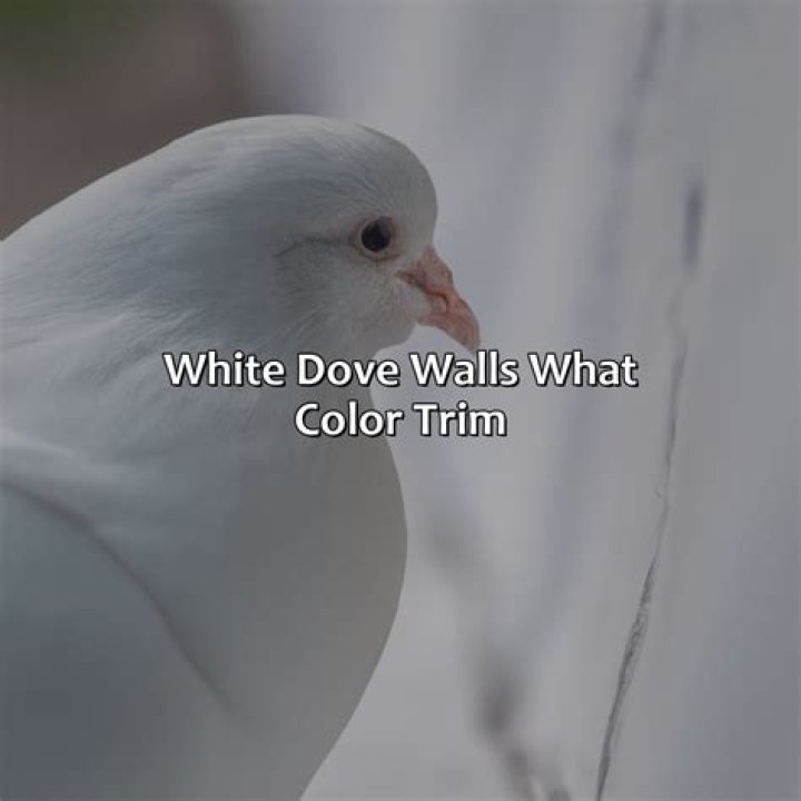 Is white dove a creamy white?