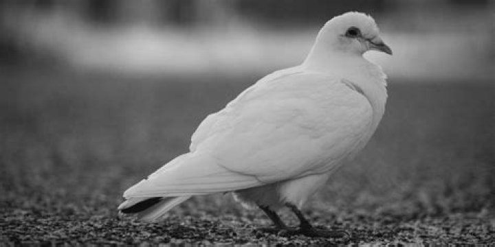 Is white Dove Too white?