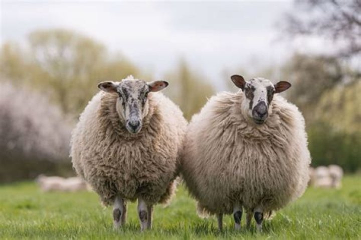 Is wool cruel to sheep?