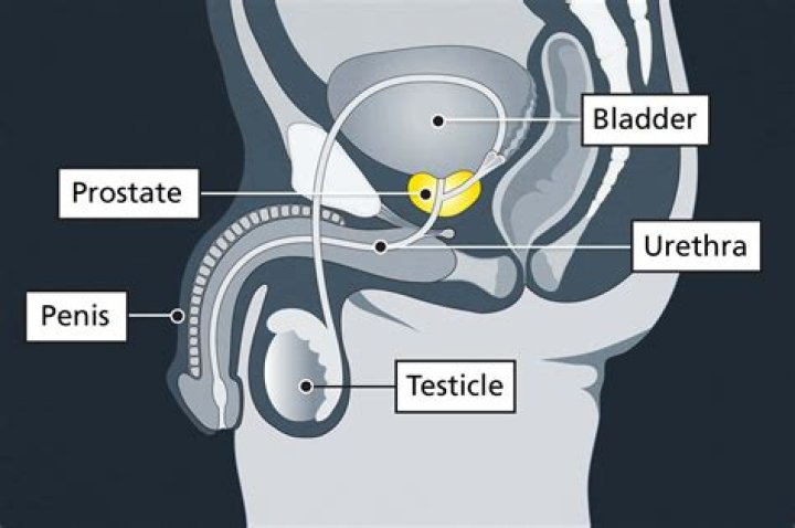Is your prostate in your bum?
