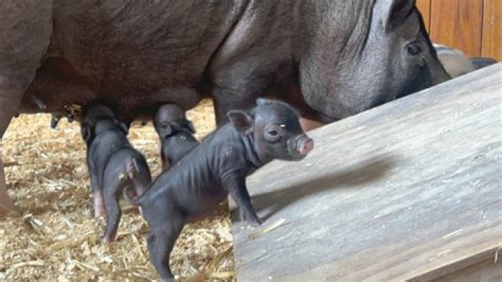 Should I adopt a shy kitten?