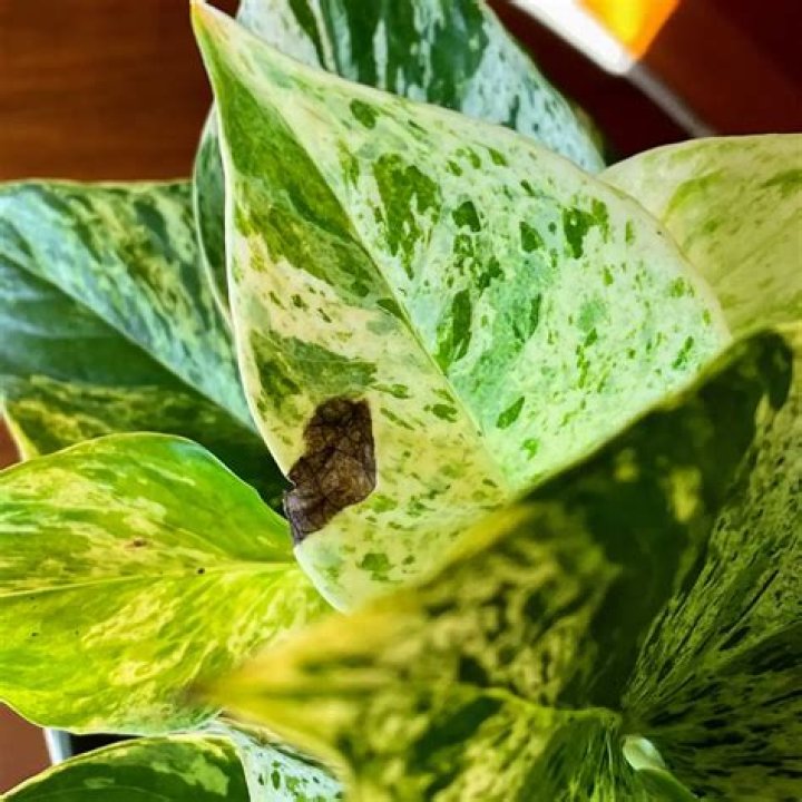 Should I cut off pothos leaves with brown spots?