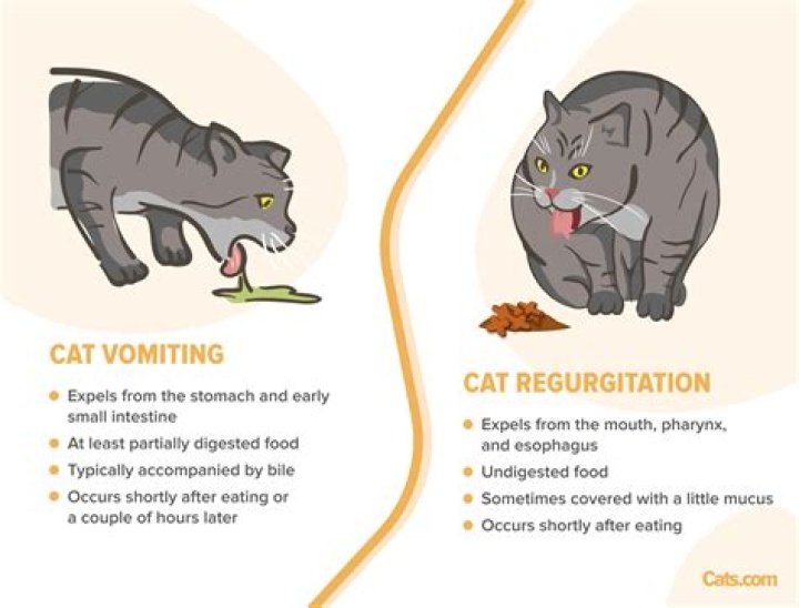 Should I feed my cat after vomiting?