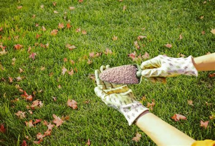 Should I fertilize my lawn in the fall?