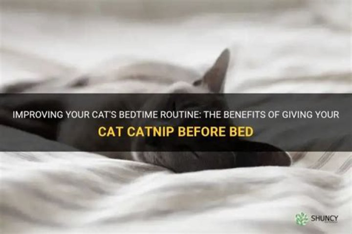 Should I give my cat catnip before bed?