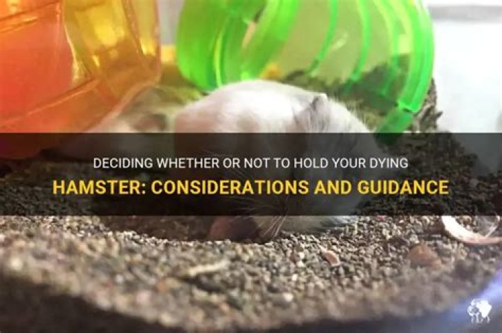 Should I hold my dying hamster?